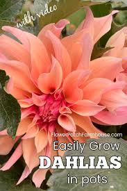 Dahlia is a genus of tuberous plants that are members of the asteraceae family; Grow Dahlias In Pots Flower Patch Farmhouse