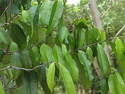 Image result for Diospyros abyssinica
