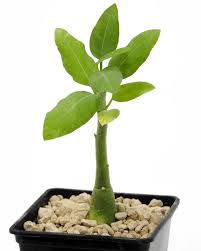 Image result for Raphionacme lanceolata