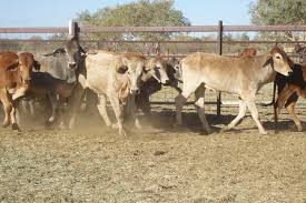 Together, they specialize in elevating and innovating the brahman breed. Free Stock Photo Of Herd Of Brahman Cattle Download Free Images And Free Illustrations