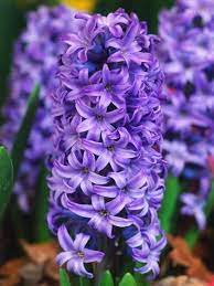 Pin On Winter Gardening