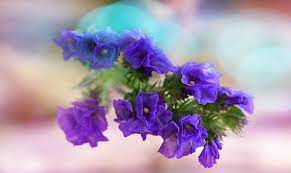 Statice Flower Meaning Symbolism And Colors