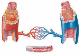 Structure of a long bone. 2