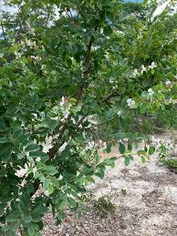 Image result for Baphia massaiensis