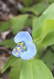 Image result for Commelina diffusa