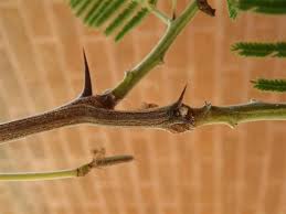 Image result for Acacia permixta
