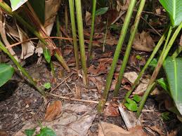 Image result for Sarcophrynium prionogonium