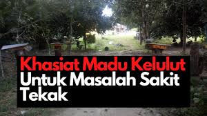 Lebah kelulut by anwar siak. Madu Kelulut In English Youtube