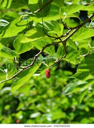 Text archives dates range from 1981 to today for the philadelphia inquirer and 1978 to today for the philadelphia daily news Mulberry Tree Leaves And Fruit Fruit Trees