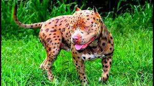 Vous pouvez aller aussi à la découverte de nouvelle créature pour enrichir votre collection d'animaux. Les 10 Races De Chiens Les Plus Rares Au Monde Sur Buzz Insolite Et Culture