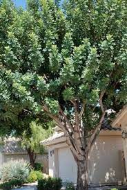 Carob Tree Backyard Garden Design Mediterranean Garden Design Trees To Plant