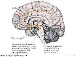 Pin On Mind Of The Brain