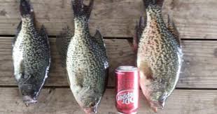Table Rock Lake Crappie By Randy Fender Crappie Crappie Fishing Fish