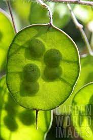 Pin By Estefauna On Verde Seed Pods Seeds Pods