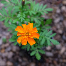 Image result for Tagetes patula
