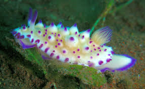 Image result for Mohria nudiuscula