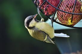 Die monokulturen, die heute unsere landwirtschaft prägen, lassen nur wenig raum für. Vogel Futtern Ja Oder Nein Die Besten Tipps Von Lubera