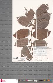 Image result for Bridelia ferruginea