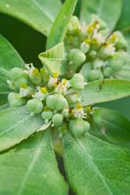 Image result for Euphorbia heterophylla