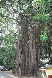 Then it is processed for common use by various methods. Rubber Plant Facts And Health Benefits