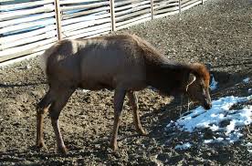 Chronic Wasting Disease Vaccine Fails Elk Test Wyofile