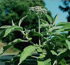 Image result for Solanum mauritianum