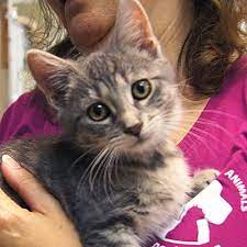 Adopted Sally Is A 3 Month Old Spayed Female Gray Tiger Striped Domestic Short Hair Kitten Born To A Stray Mom She Is Beaut Dogs And Kids Cats Lucky Dogs