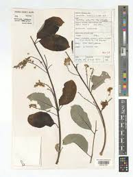 Image result for Englerina subquadrangularis