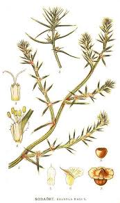 Image result for Salsola rabieana