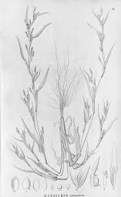 Image result for Hackelochloa granularis