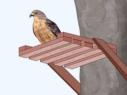 They can be seen in and near swampy woods and even in the 'burbs throughout the region and throughout the year. Simple Ways To Attract Hawks 11 Steps With Pictures Wikihow