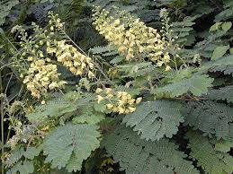 Image result for Caesalpinia decapetala