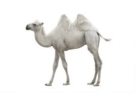 Find the perfect camel white background stock illustrations from getty images. 12 527 Best Camel White Background Images Stock Photos Vectors Adobe Stock