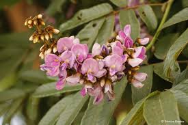 Image result for Millettia grandis