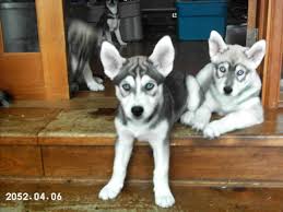 Worldwide Rescue Sites Siberian Huskies