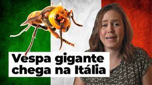 Uma vespa assassina gigante foi encontrada morta e totalmente seca. Vespa Asiatica Gigante Na Italia Youtube