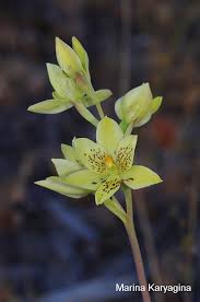 Image result for Landolphia villosa