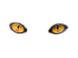Cats Eyes By Moonglowlilly On Deviantart Light Background Images Light Blue Eyes Black And White Love