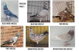Roller Pigeon Color Chart Pigeon Line Breeding Chart