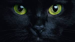 Discussing cat dream meaning if any person is seeing a cat in the dream. 7 Superstitions About Cats From Around The World Mental Floss