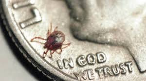 Lyme Disease On The Rise In Nc But Some Think Cdc Is Downplaying Its Spread Raleigh News Observer