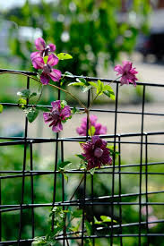 Image result for Clematis pulchra