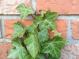 It also makes an ideal subject for topiary, since it responds well to although ivy tolerates a wide variety of indoor temperatures and humidities, it does best in a cool, moist environment where it is out of the way of. English Ivy Facts Uses And Problems Dengarden