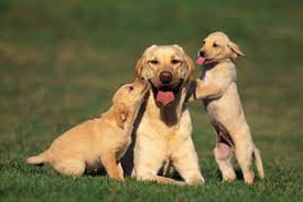 10 are all golden retrievers 'golden'? Golden Retriever Kurzhaar Haltungshinweise