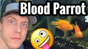 BIGGEST BLOOD PARROT CICHLID IN THE WORLD!!!