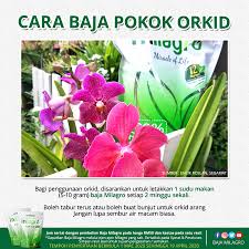 Tak perlu guna tenaga beria. Baja Milagro Cara Pembajaan Pokok Orkid Menggunakan Baja Facebook