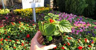 They start at $9.97 and go up to $30. Home Depot Spring Black Friday Sale Live Now 25 Pavers 2 Mulch More