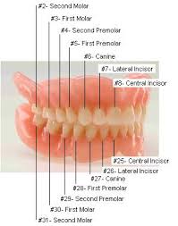 pediatric dental chart system mouth pediatric dental chart