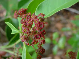 Image result for Crossopetalum mossambicense