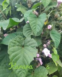 Image result for Ipomoea wightii